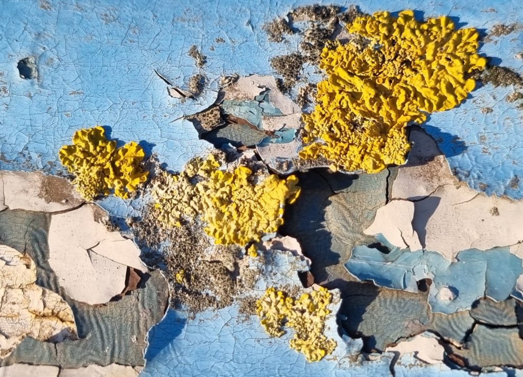 Yellow lichen growing across a weathered metal fence covered in cracked, peeling blue and white paint.